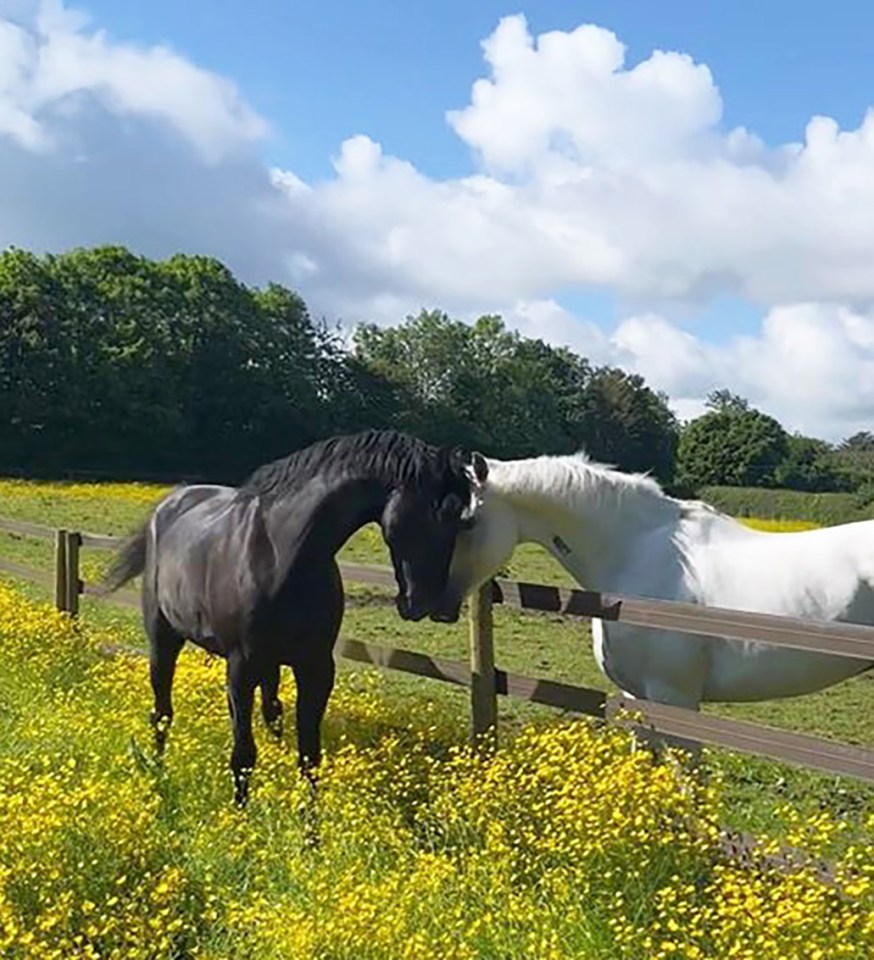 The Household Cavalry horses that were injured while dashing through Central London are recovering at The Horse Trust