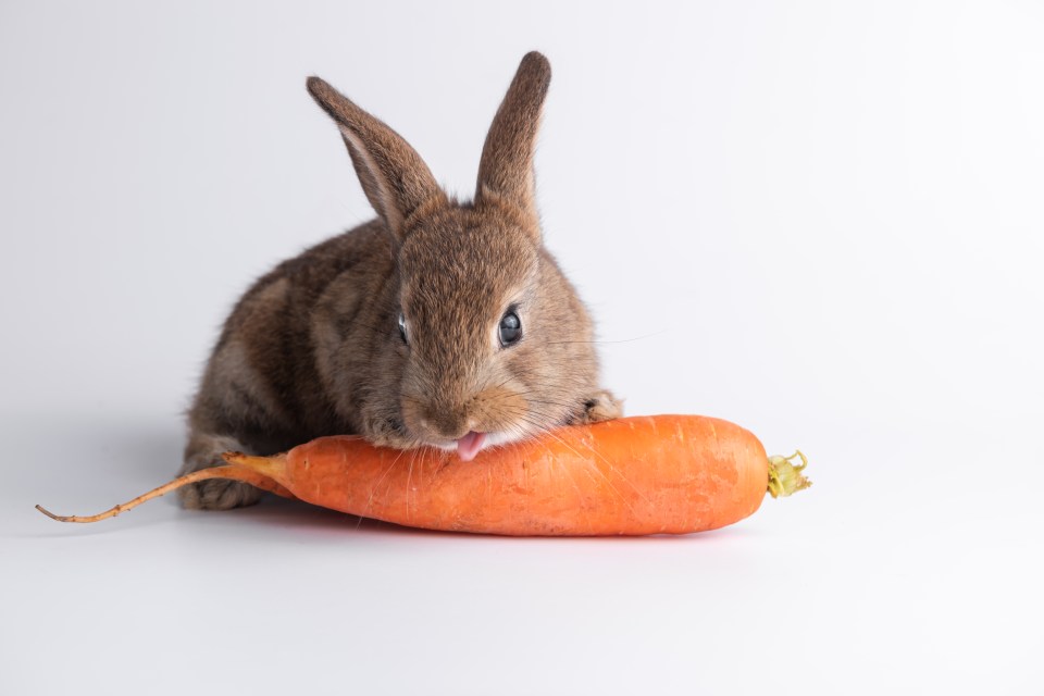 It's a common misconception that carrots are good for rabbits, with the RSPCA pointing out they don't eat them in the wild