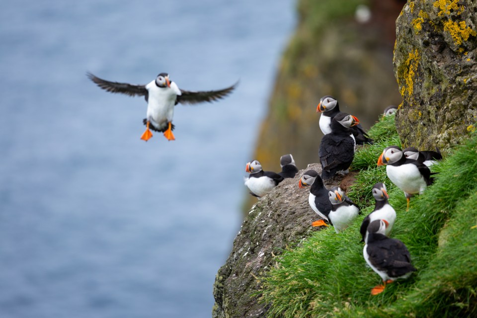 Puffins are the birds most commonly associated with the Faroes