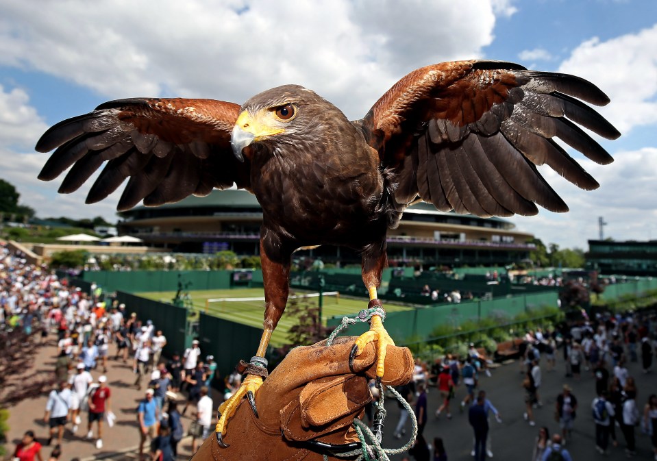 Rufus the Hawk keeps the All England Club safe from pests and pigeons