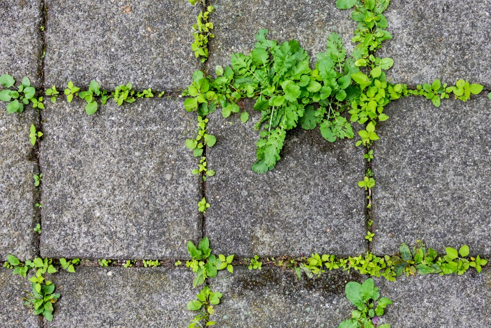 A gardening expert has revealed the common household item that can banish weeds for good