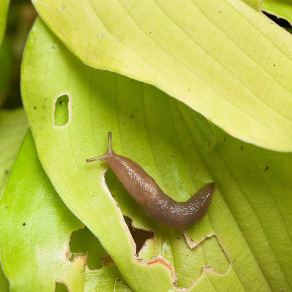 Slugs love to eat hostas and the leaves of vegetable plants