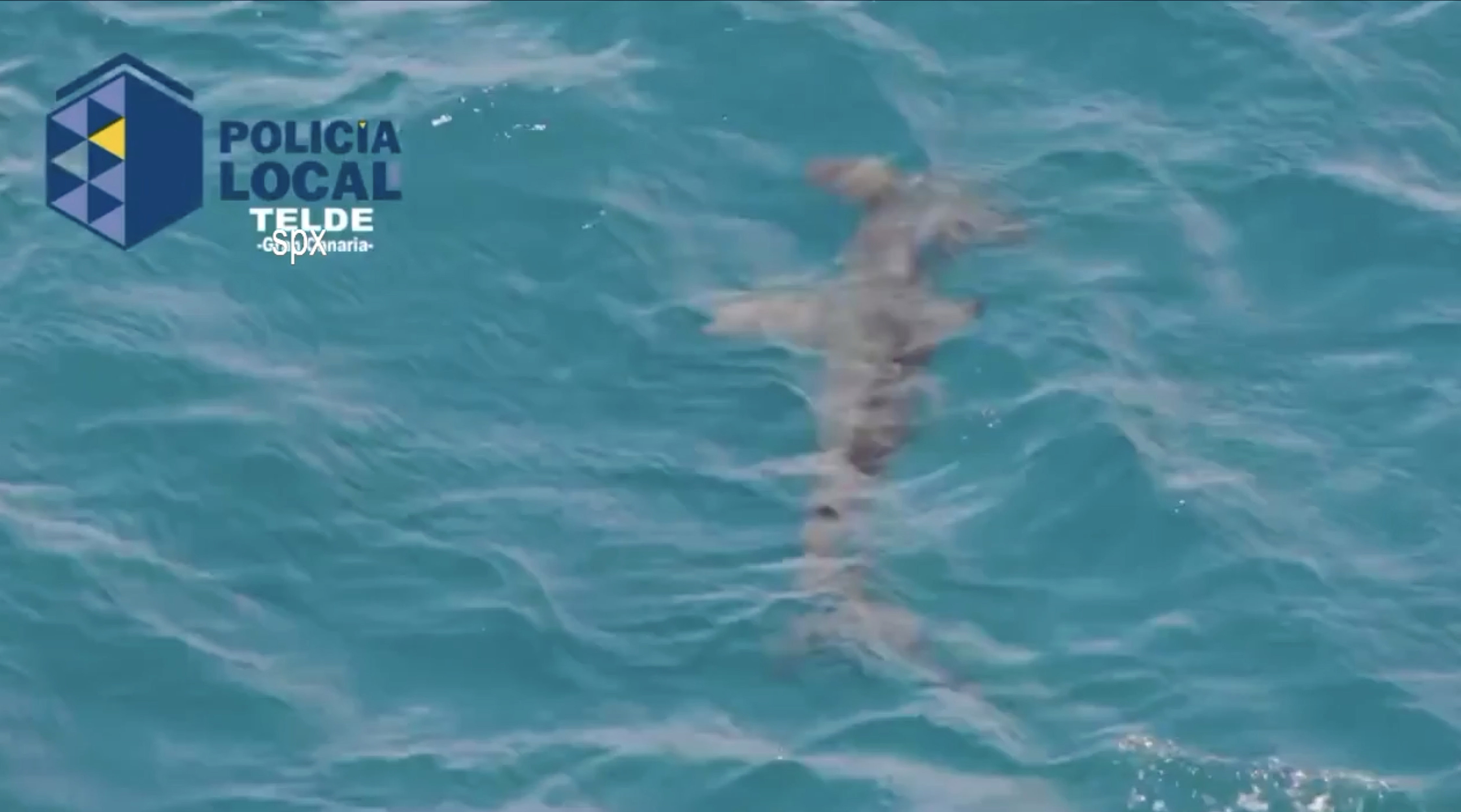 A police drone spotted the hammerhead shark lurking off the beach