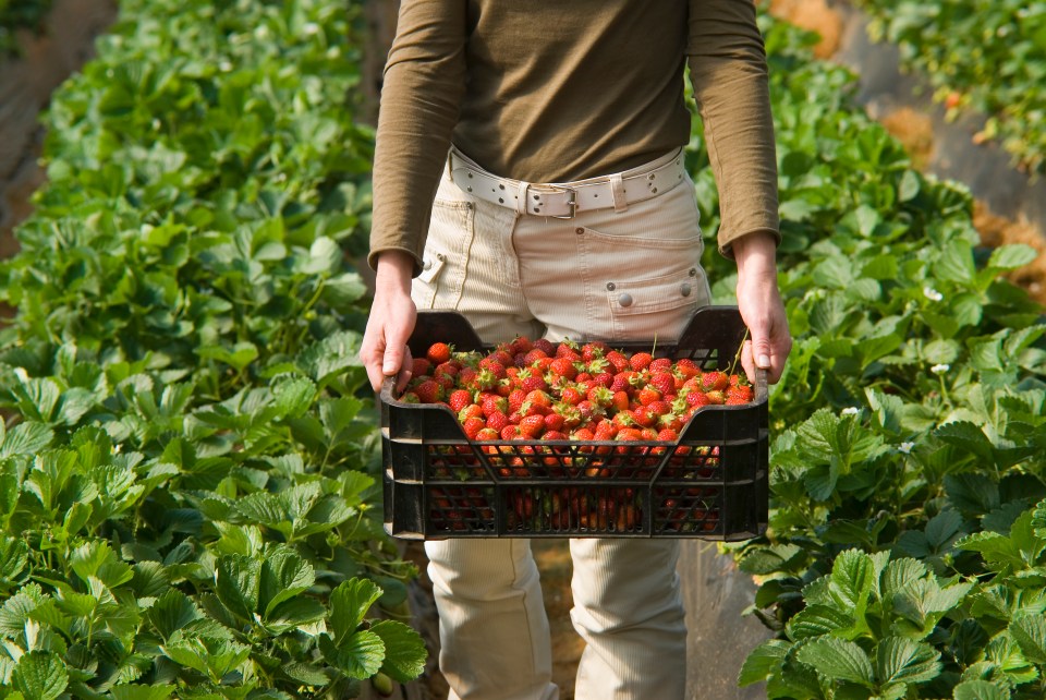 Pick-your-own-farms are great ways to gather produce for less and have a family day out