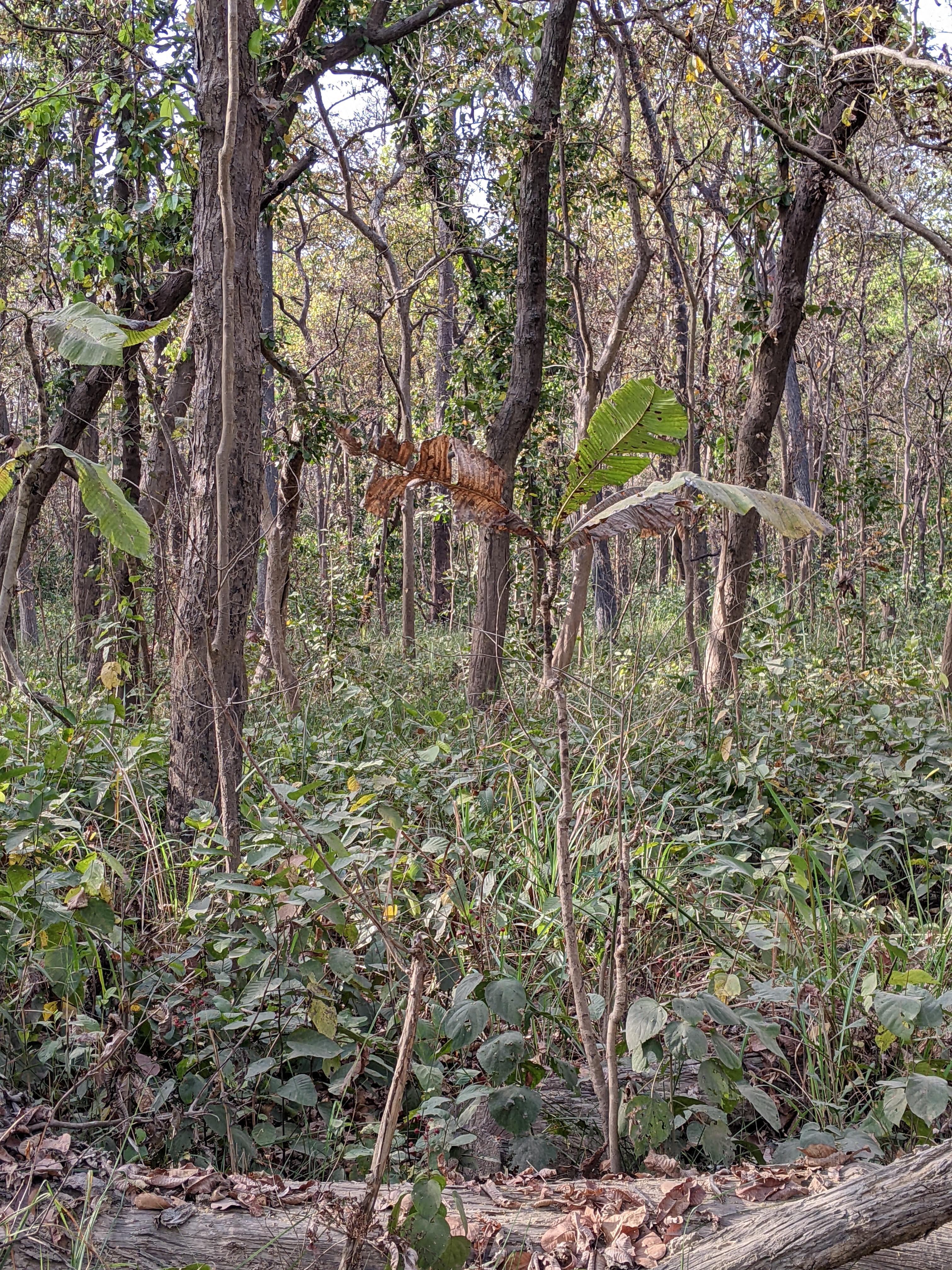 Spot the tiger in under 12 seconds to test your IQ and eyesight