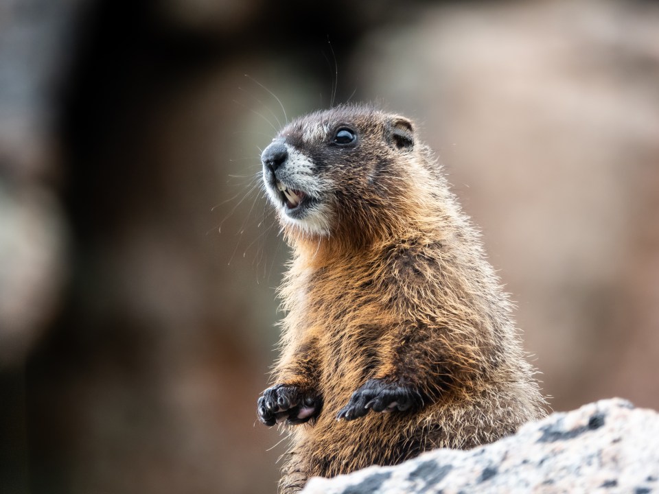 Groundhogs are a rodent found in North America who have previously caused problems at the Canada Grand Prix