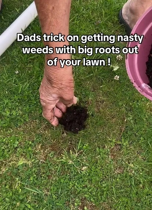 This woman's father simply used an old tube to pull out the root of the weed, and then  covered the hole over with some soil