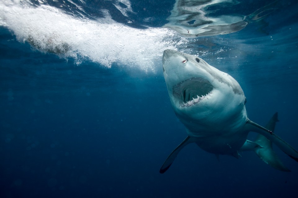 The new technology could help prevent fatal shark attacks in future