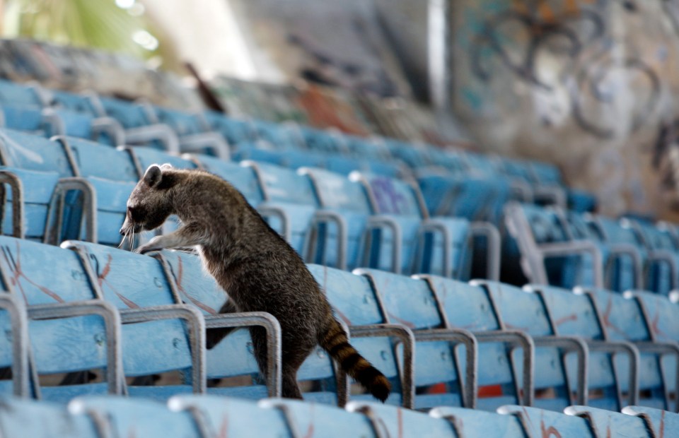 It has since become home to wildlife such as raccoons