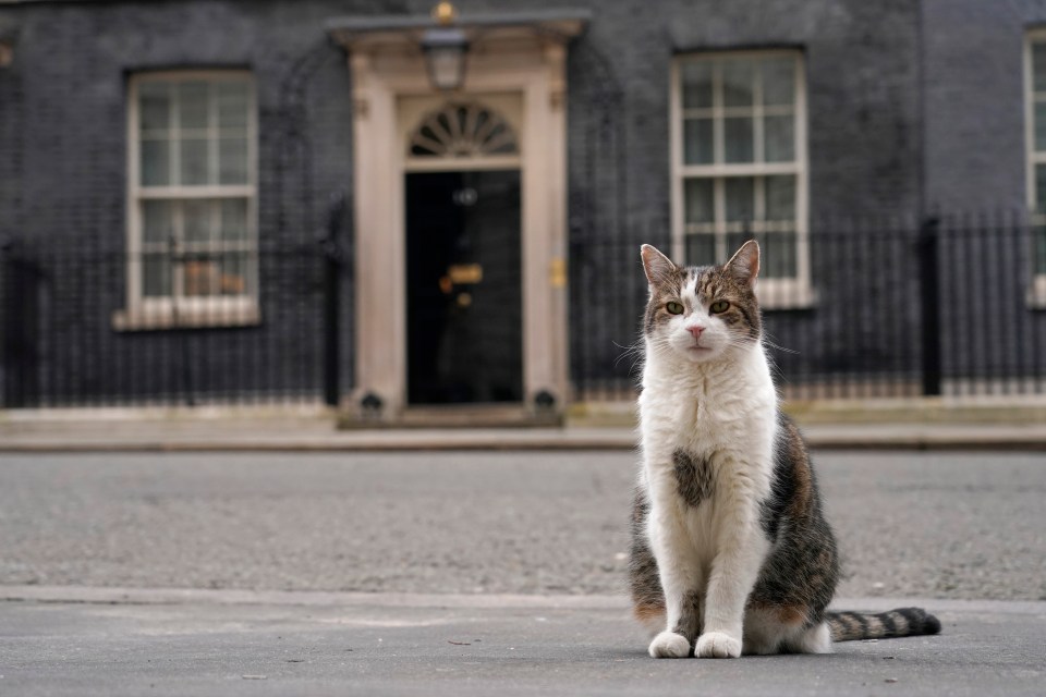 a cat sits on the sidewalk in front of a building