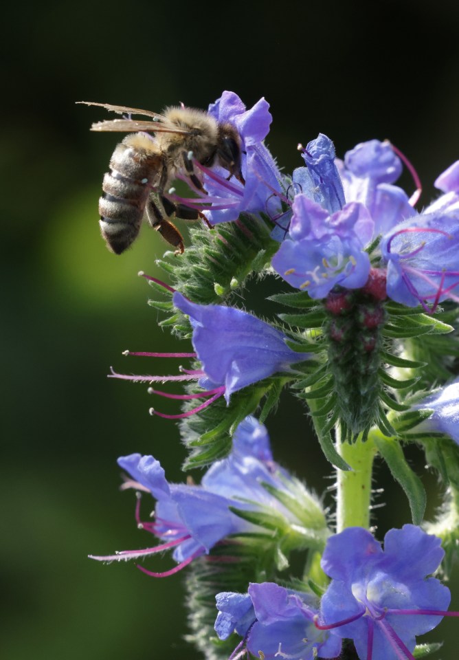 So if you don't like wasps flying around on your plants, you'll need to listen up