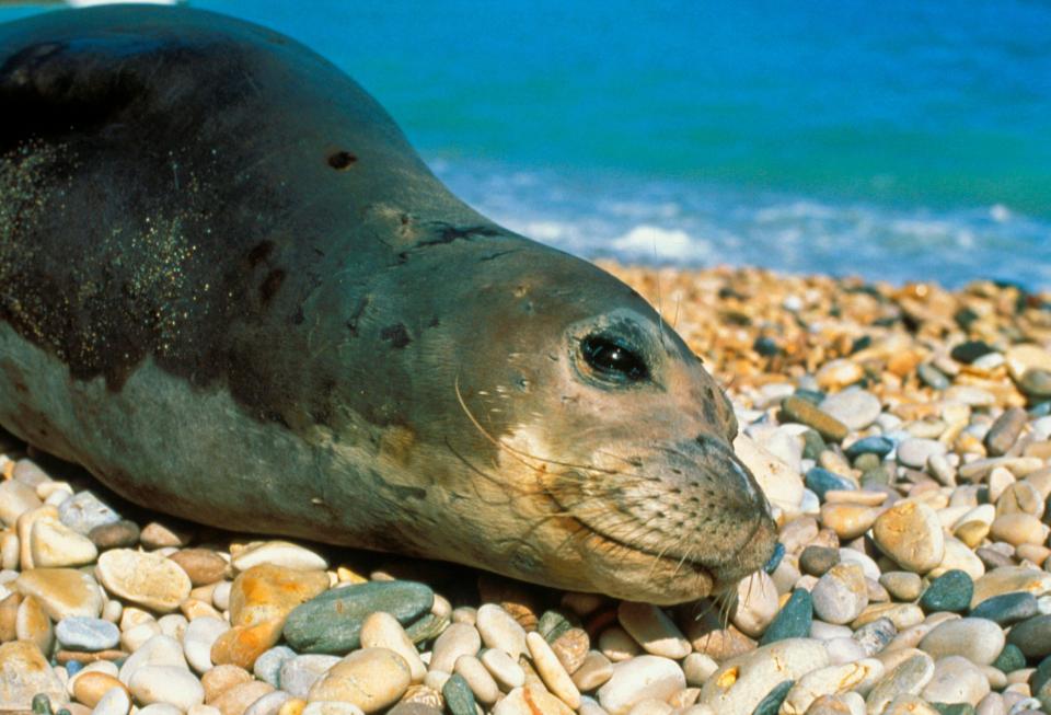 Mediterranean Monk Seals have been spotted in the waters surrounding the island