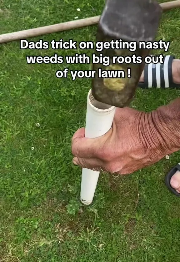 So if you want your grass to impress, you'll need to grab yourself an old tube and give this trick a try