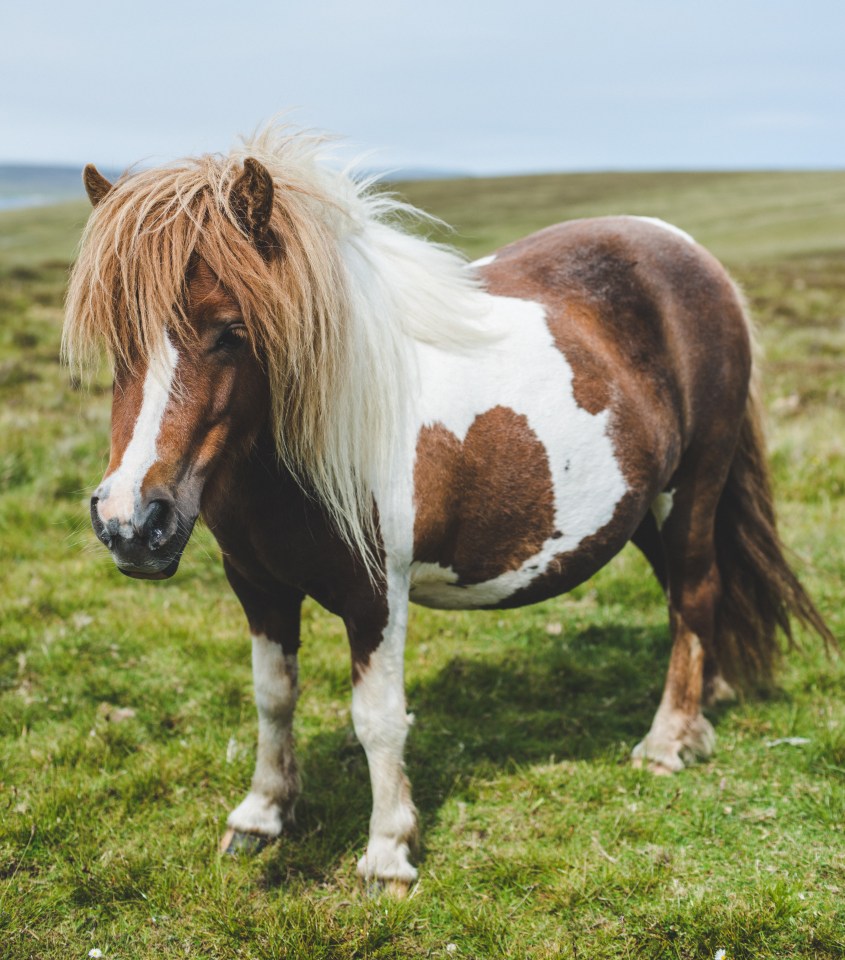 Sarah's former mother-in-law told her that shw was built like a Shetland Pony (stock image)