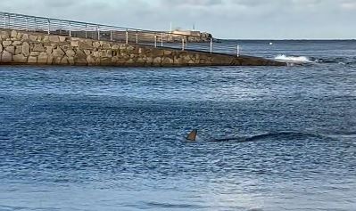 a shark is swimming in the ocean near a stone wall .