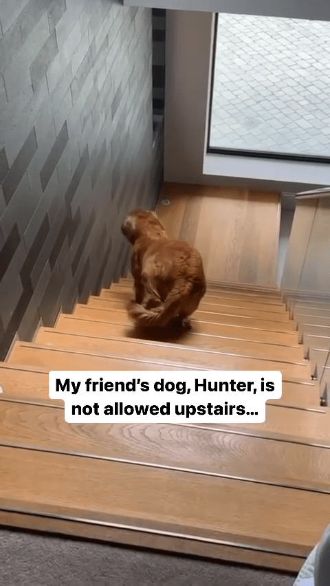 Hunter showed off his ability to climb the stairs backward