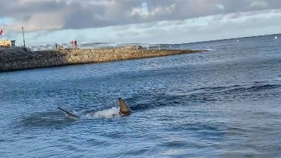 a shark is swimming in the ocean near a pier .