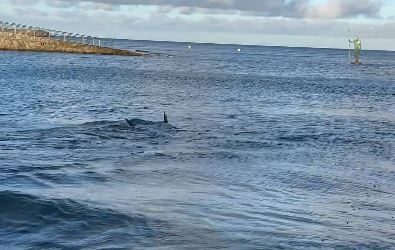 a shark is swimming in the ocean near a beach .