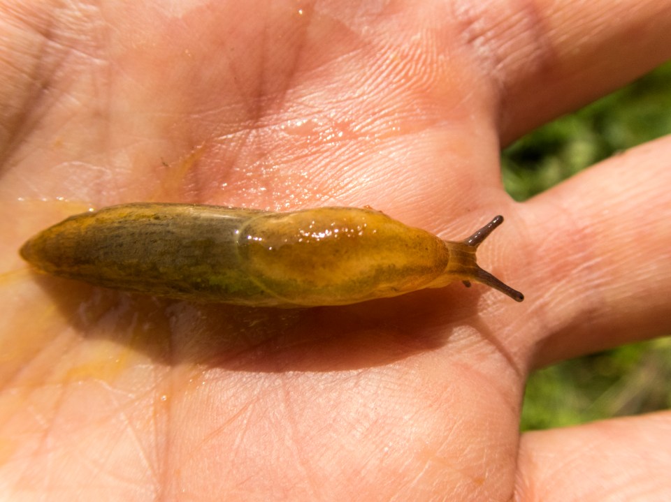 One woman was stunned to find 10 slugs inside her kitchen, sliding up her cupboards