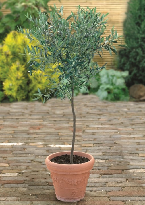 Every garden should have an olive tree, or two