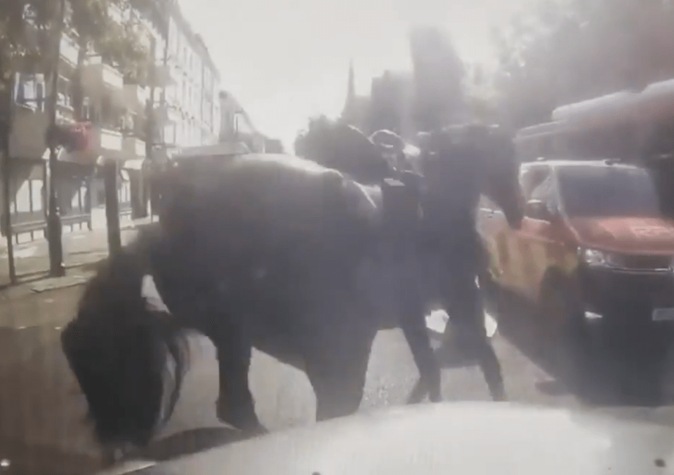 One of the horses collided with a black cab