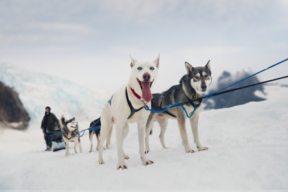 Dog-mushing is still important in Alaska today