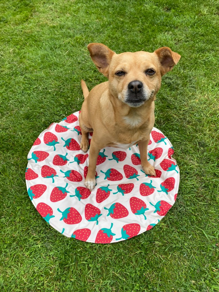 Sunny Daze Round Strawberry Pattern Cooling Dog Mat