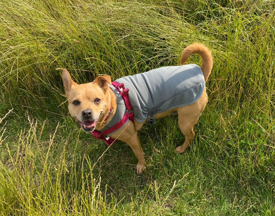 Rukka Pets Grey Cooling Dog Vest