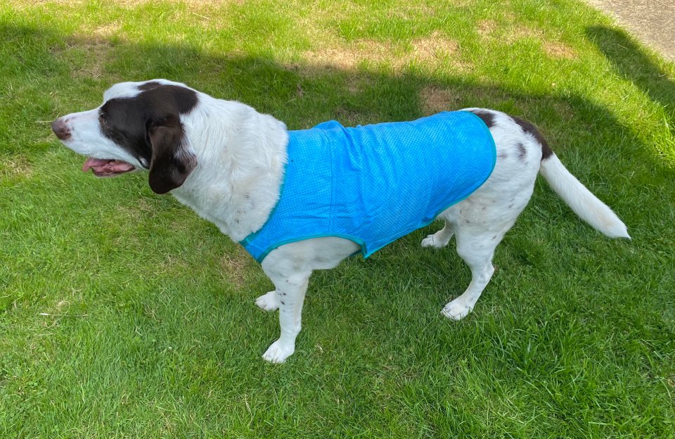 Sunny Daze Elastofit Dog Cooling Vest