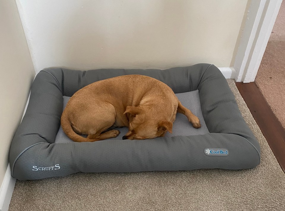 Scruffs Pet Cool Bed