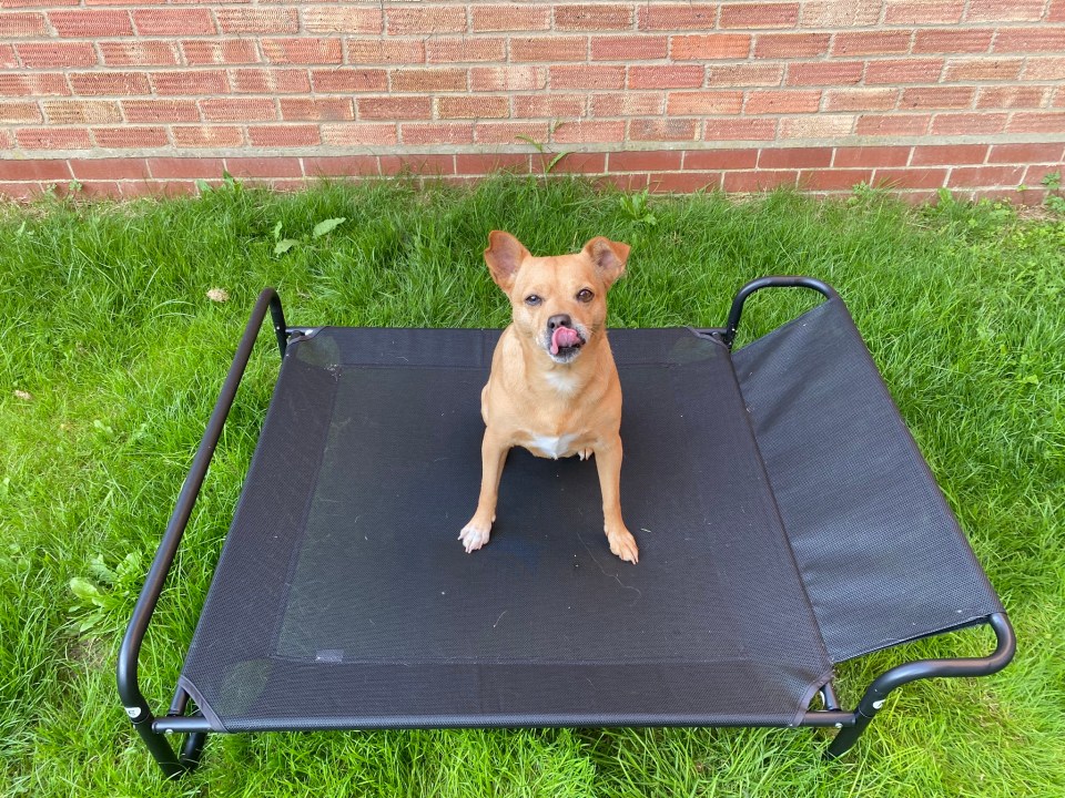 PawHut Elevated Pet Bed With Slope Headrest