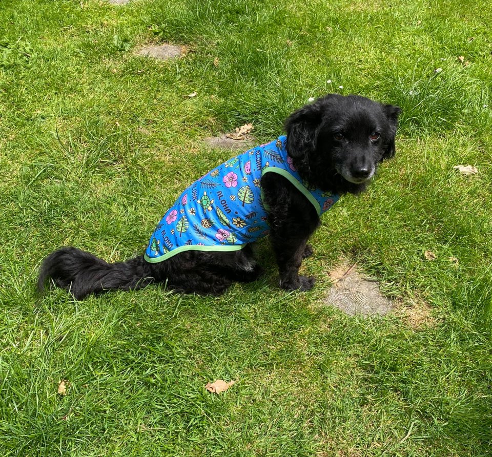 Island Breeze dog cooling vest