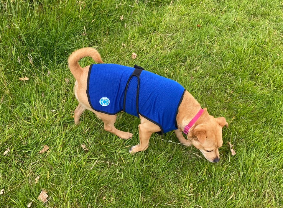 Ancol Dog Cooling Coat