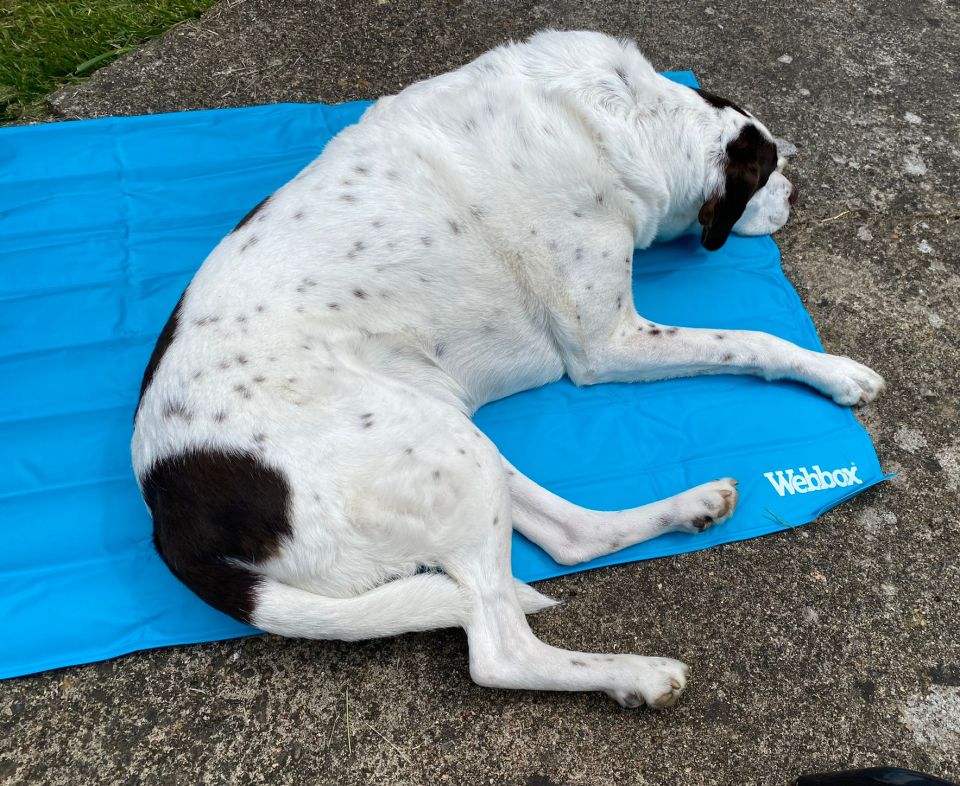 Webbox Pet Cooling Mat