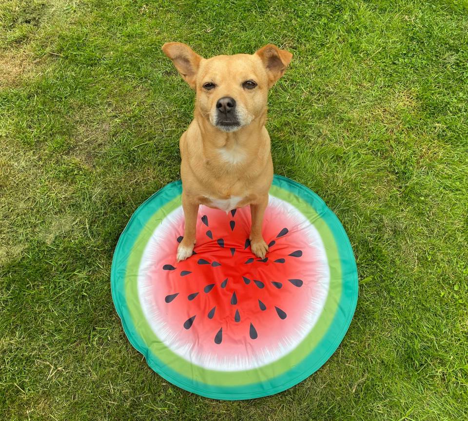 Clever Paws Watermelon Fruit Pet Cooling Mat