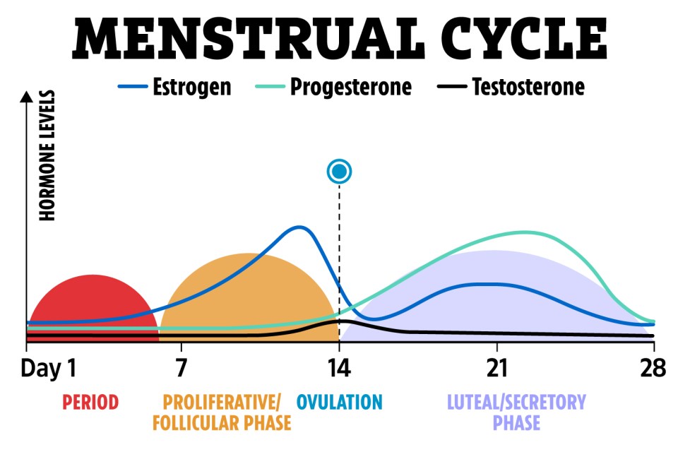 Phases of the menstrual cycle to be aware of