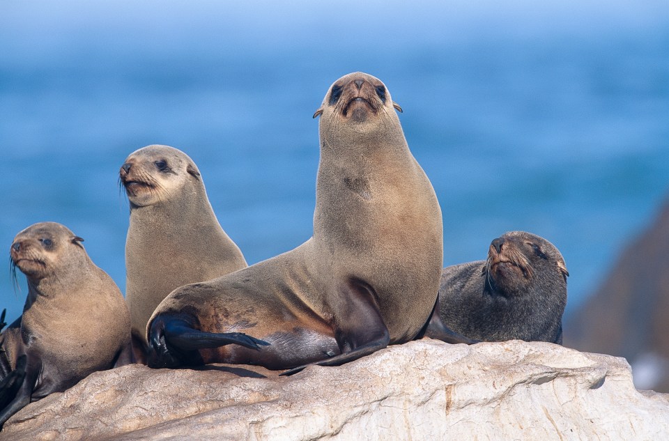 At least 11 cases of rabies in seals along the Western Cape coast have been confirmed