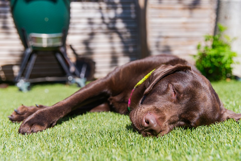 Dogs can easily overheat in the hot weather, our vet reveals how to keep them cool