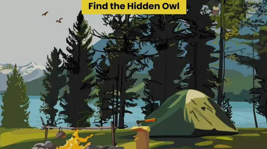 Can you find the hidden owl?