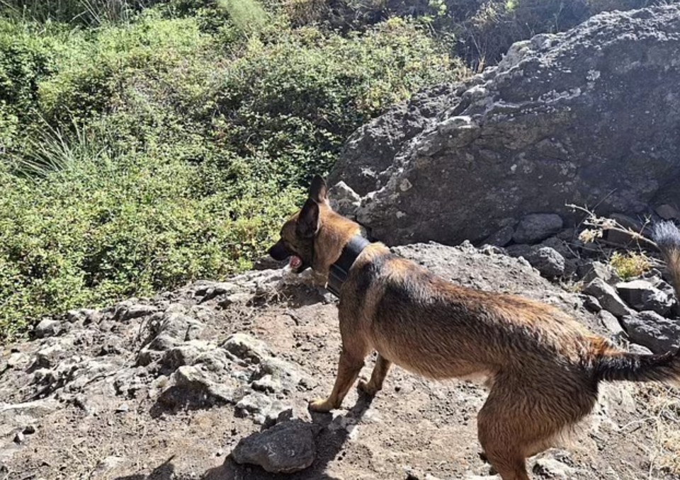 a dog wearing a black collar is standing on a rocky hillside