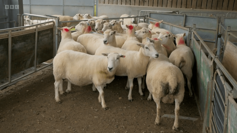 The elderly ewes were being taken to market for the meat trade