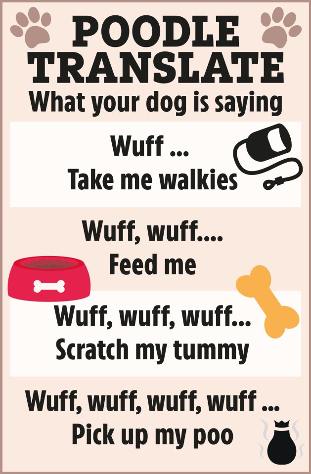 What your dog could be saying to you