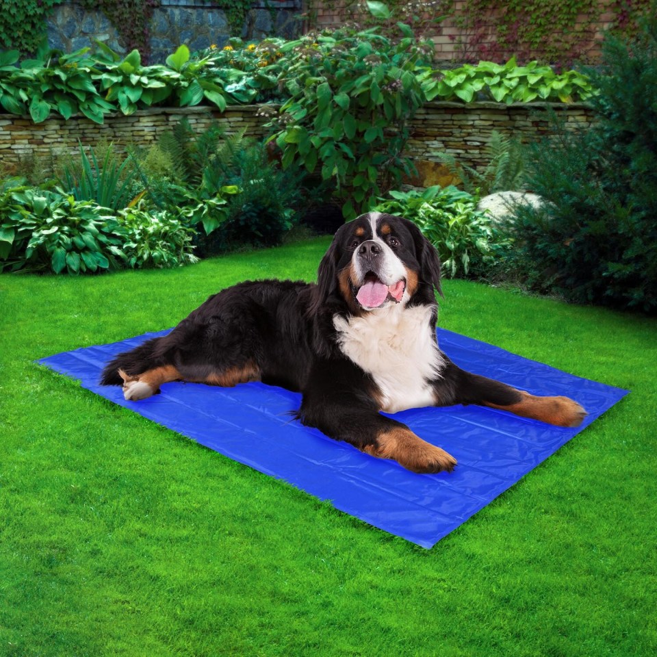 The Range is selling a cooling mat for pets and humans for just £3.99