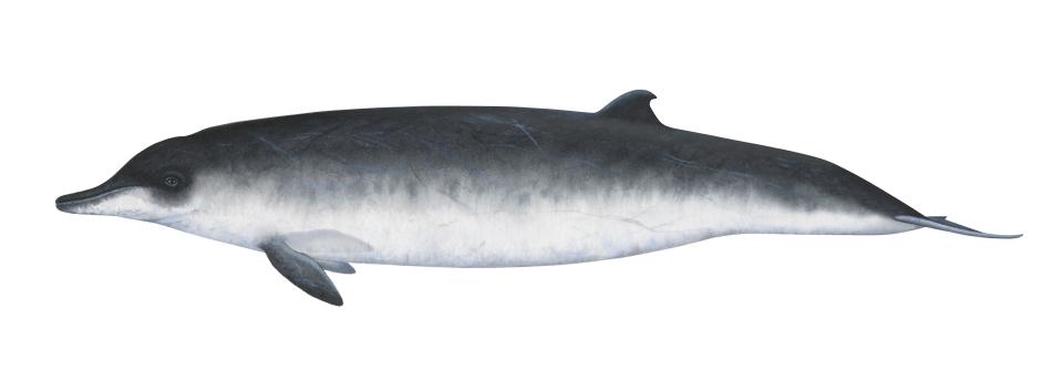 An illustration of a female Spade-toothed Whale, also known as Mesoplodon traversii