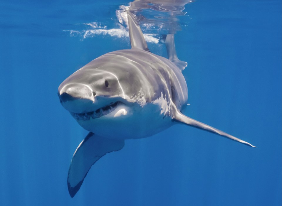 A man has been mauled by a Great White Shark in Australia (stock image)