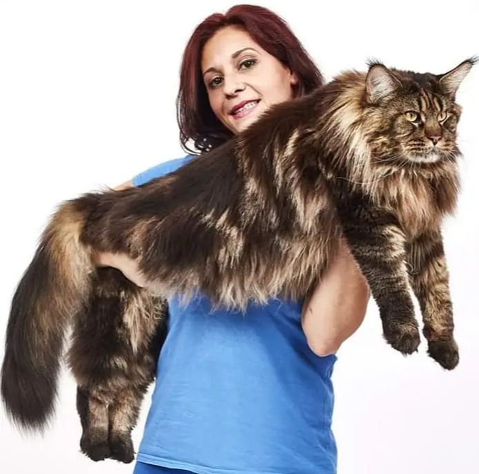 a woman in a blue shirt is holding a very large cat