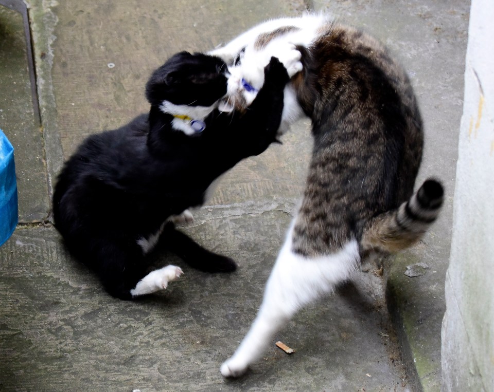 a black and white cat with a blue collar is playing with another cat