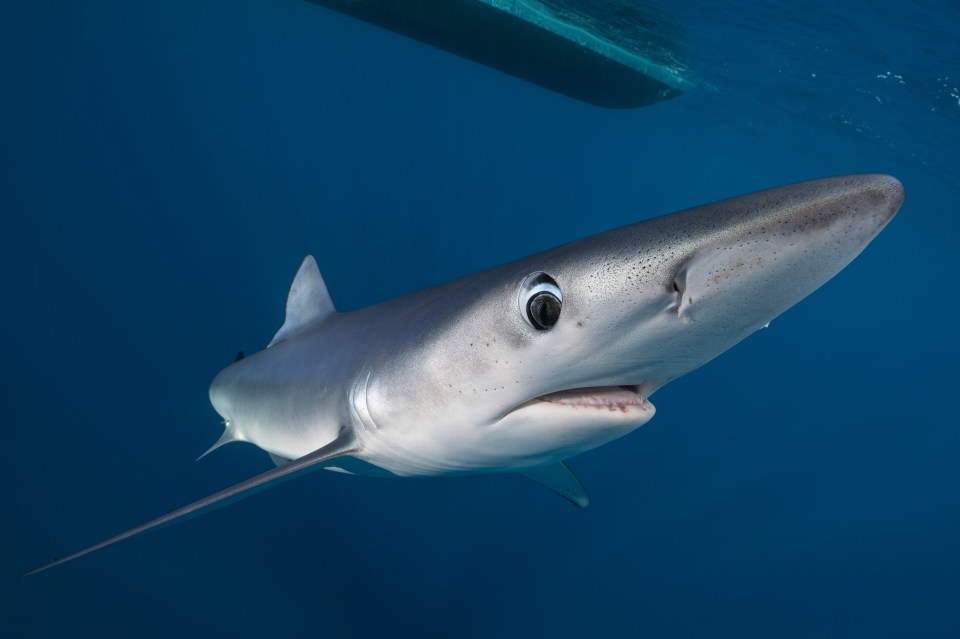 A brave woman ended up swimming with two sharks in British waters