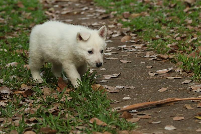 Britton even abused his own Swiss Shepherd Bolt (pictured here as a puppy)