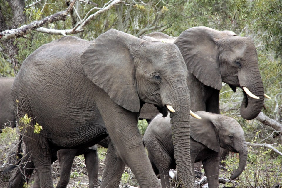 An angry herd of elephants charged towards him and trampled him